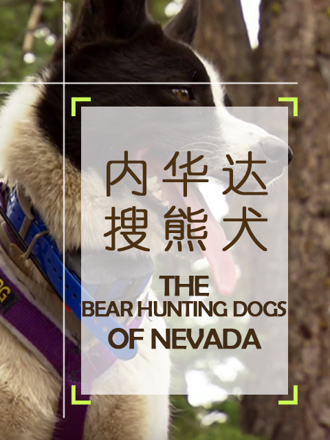 内华达搜熊犬