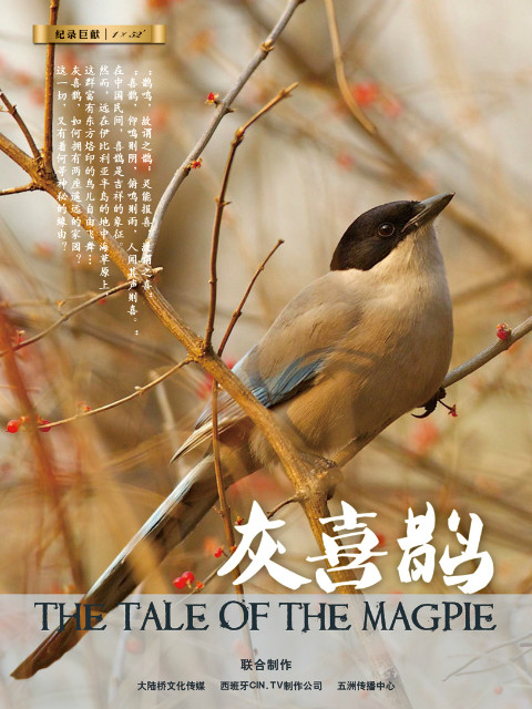 灰喜鹊