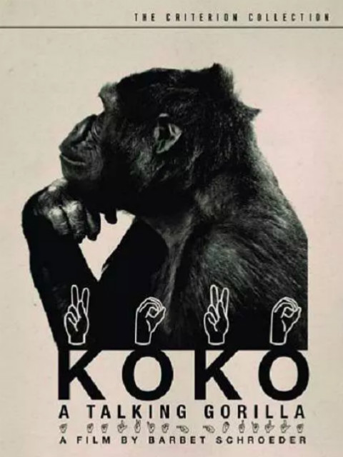 科科：与人类交谈的大猩猩