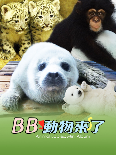 动物宝宝 迷你特辑