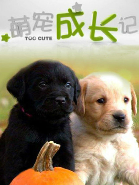 萌宠成长记 特辑（中配版）