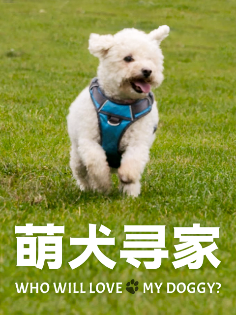 萌犬寻家（中配版）
