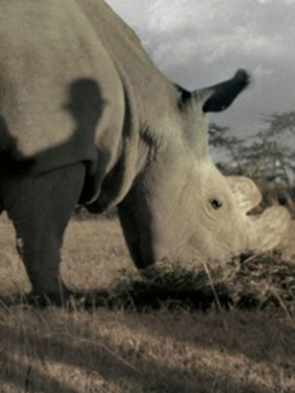苏丹：最后的雄北白犀