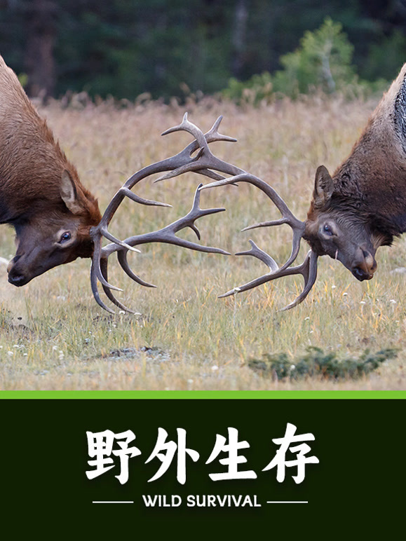 野外生存