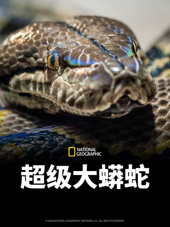 超级大蟒蛇