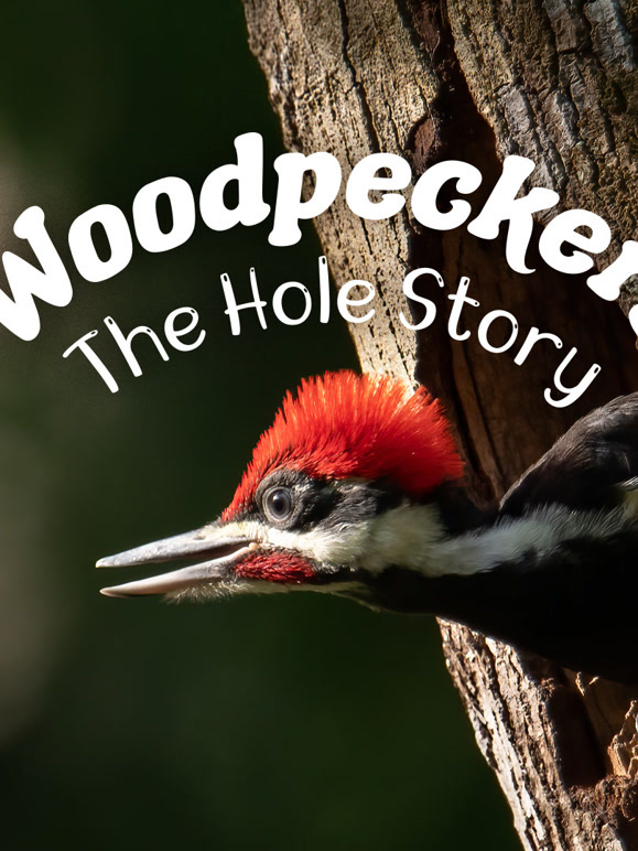 啄木鸟：生态英雄