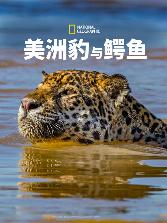 美洲豹与鳄鱼