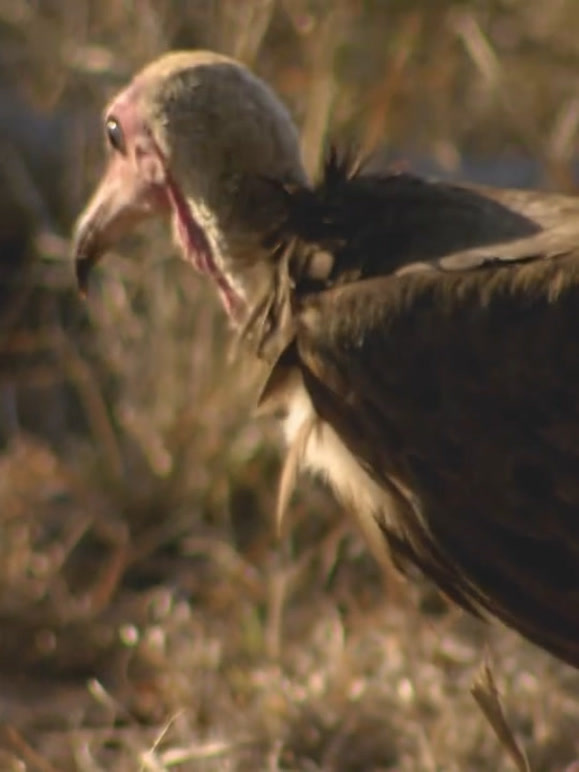 捕食者领地 中文版