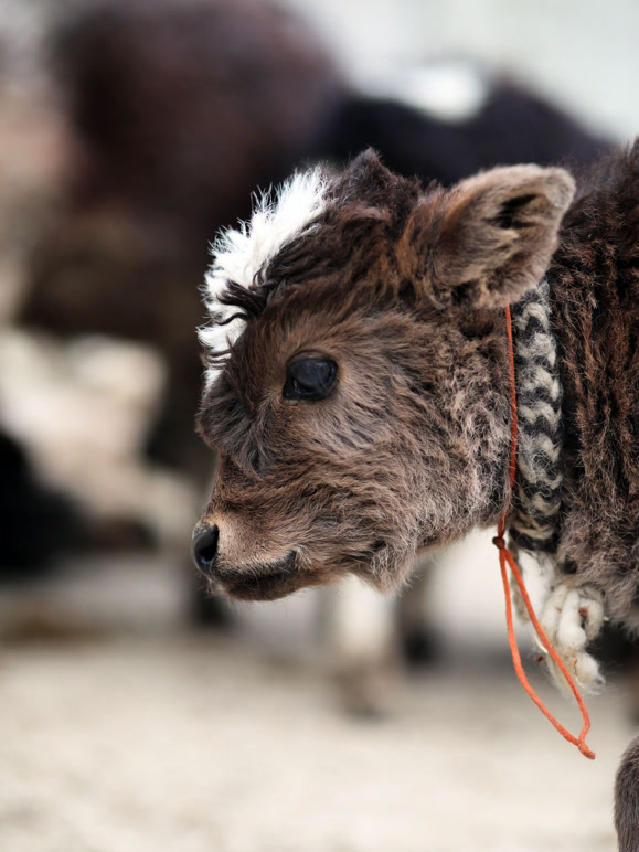 奇迹之地 第二季