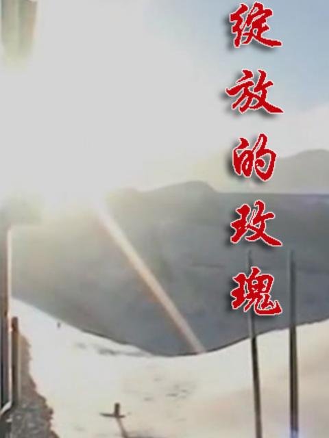 绽放的玫瑰