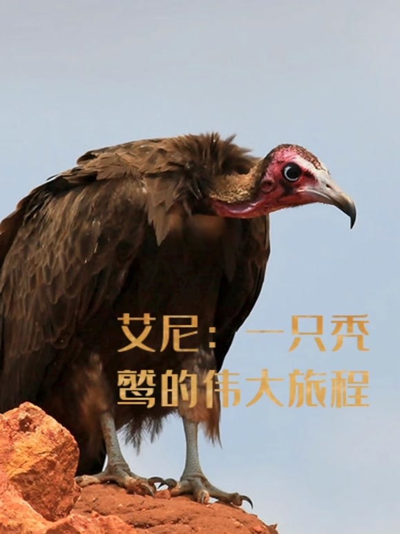艾尼：一只秃鹫的伟大旅程