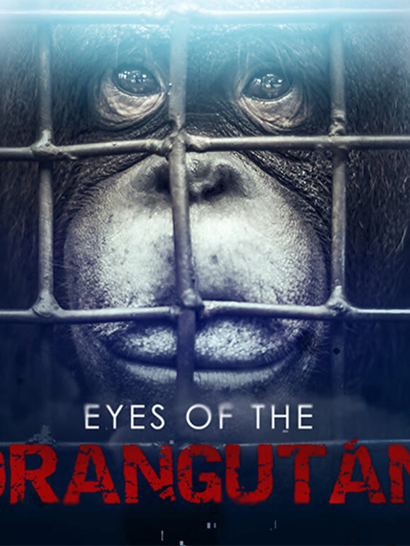 猩猩之眼英文版