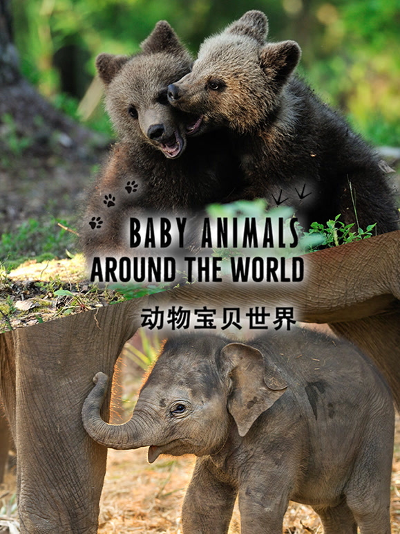 动物宝贝世界