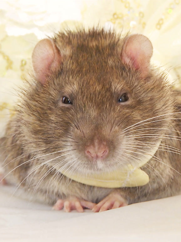 超级迷你宠物 第二季