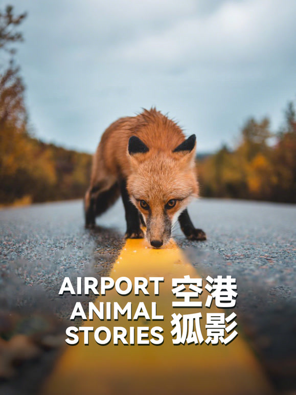 空港狐影