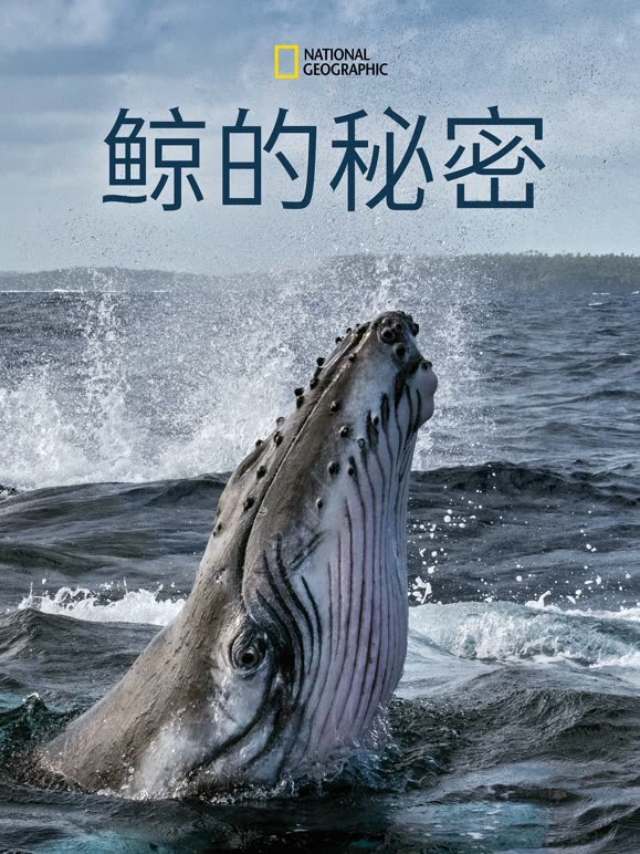 鲸的秘密 第一季