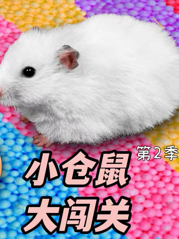 小仓鼠大闯关 第二季