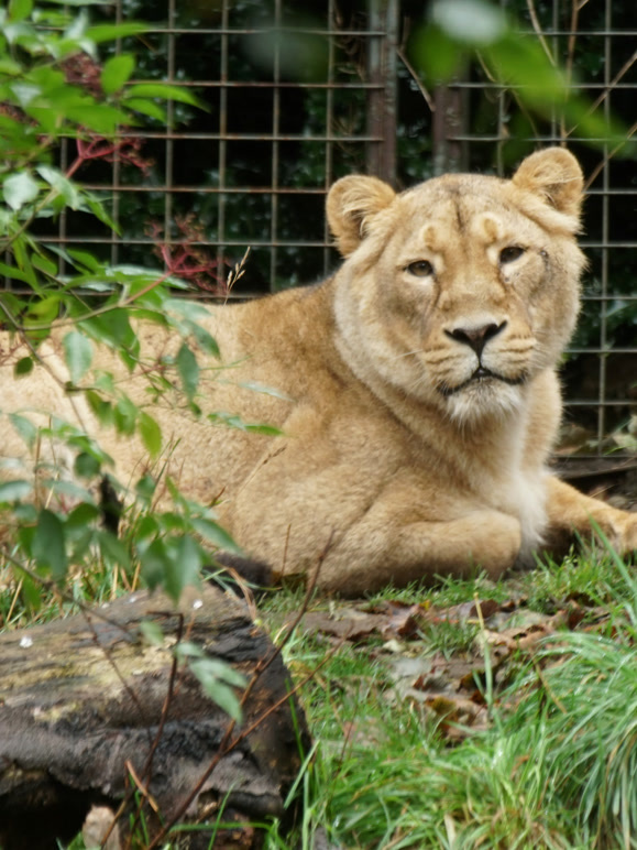 探秘动物园第二季