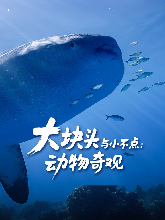 大块头与小不点：动物奇观