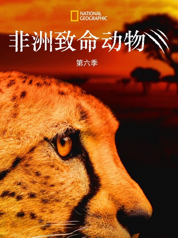 非洲致命动物 第六季