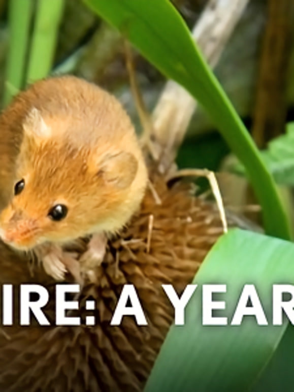 约克郡：荒野年轮