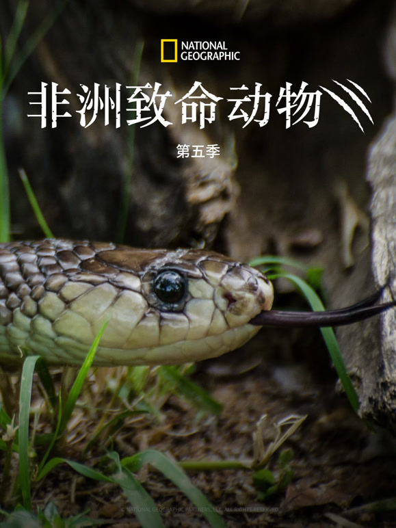 非洲致命动物 第五季