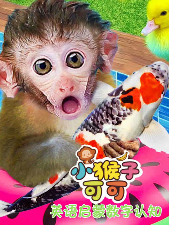 小猴子可可英语启蒙数字认知