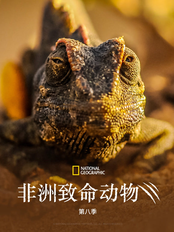 非洲致命动物 第八季