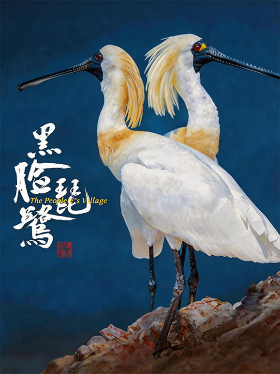 黑脸琵鹭