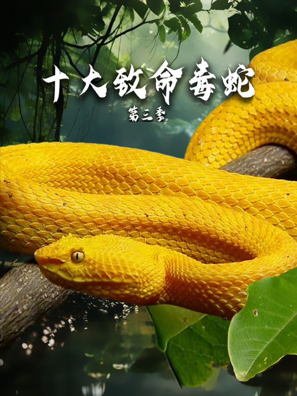 十大致命毒蛇第三季-配音版