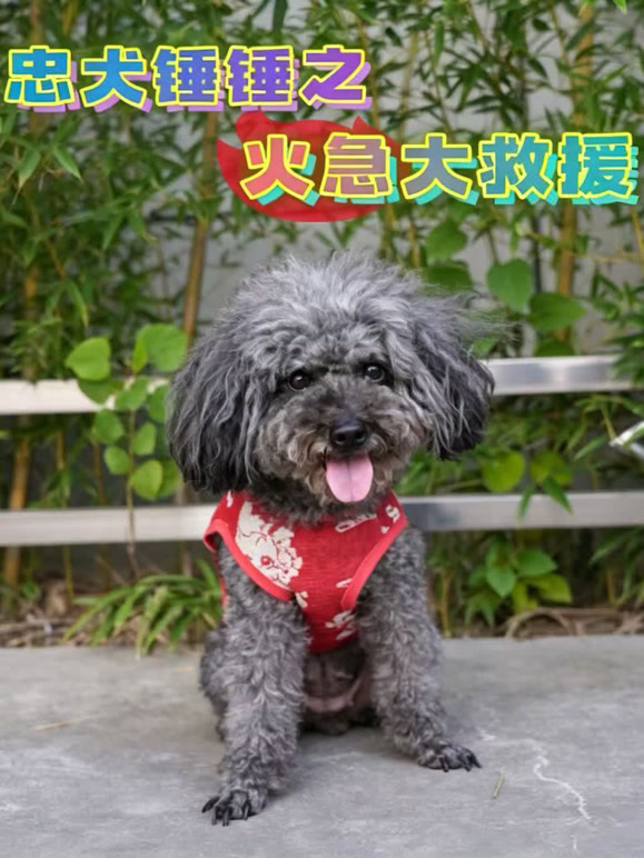 锤锤火急大救援