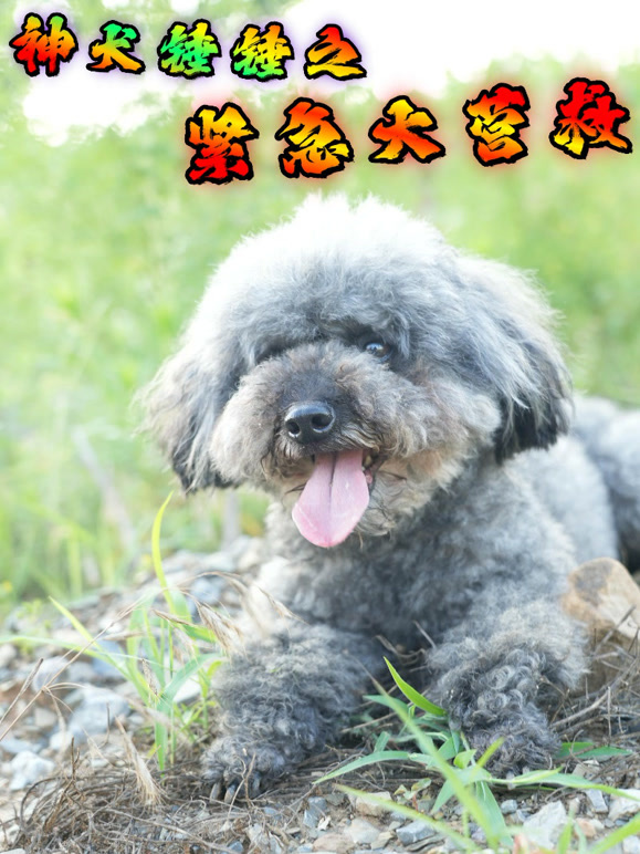 神犬锤锤之紧急大营救
