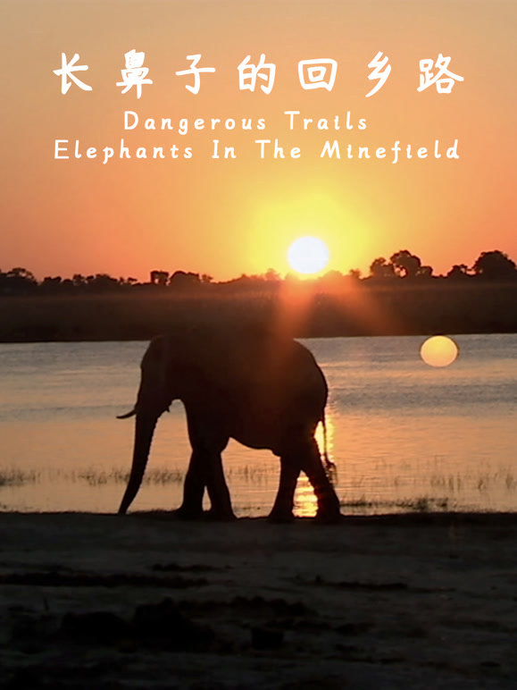 长鼻子的回乡路