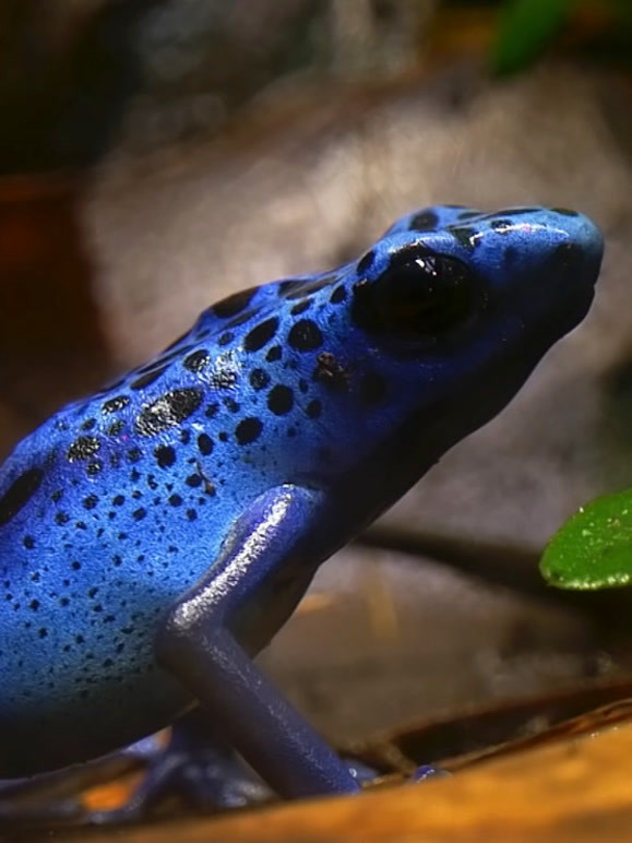 世界上最毒的动物