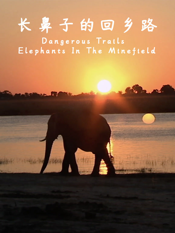长鼻子的回乡路