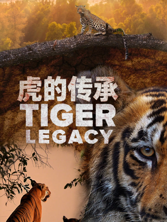 虎的传承英文版