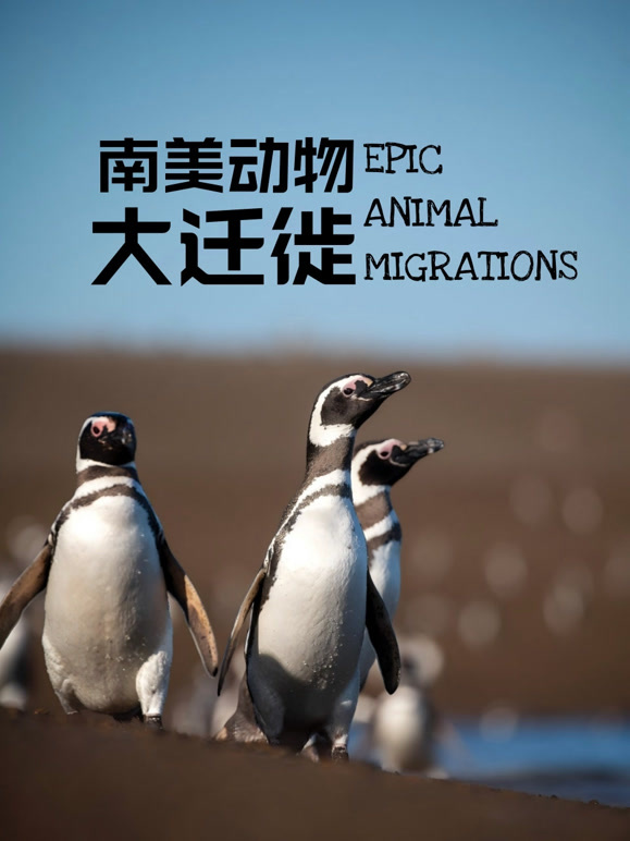 南美动物大迁徙