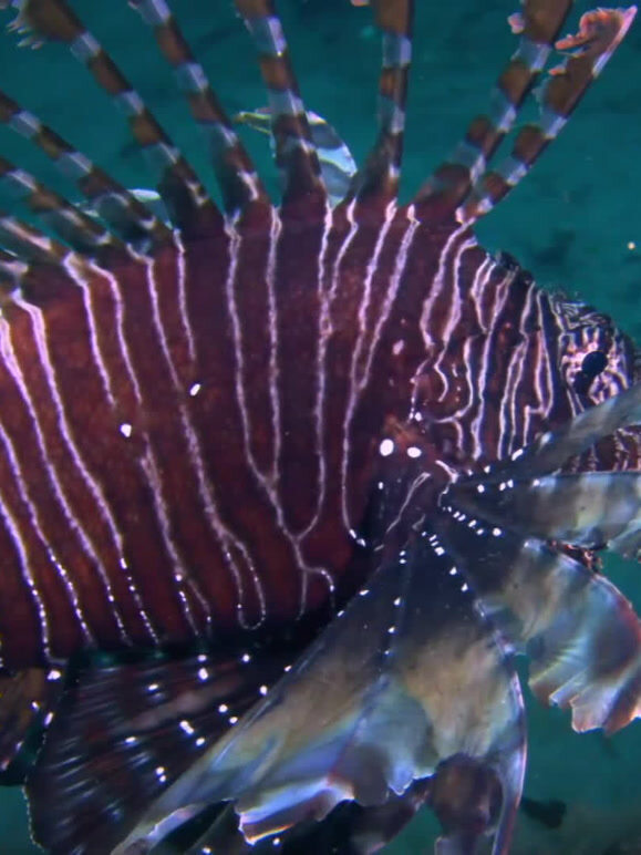 世界上最毒的动物 中文版