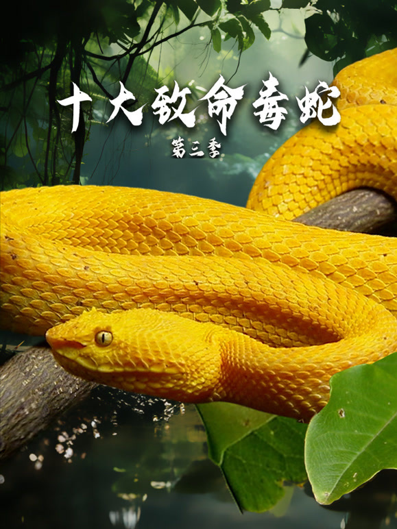 十大致命毒蛇第三季