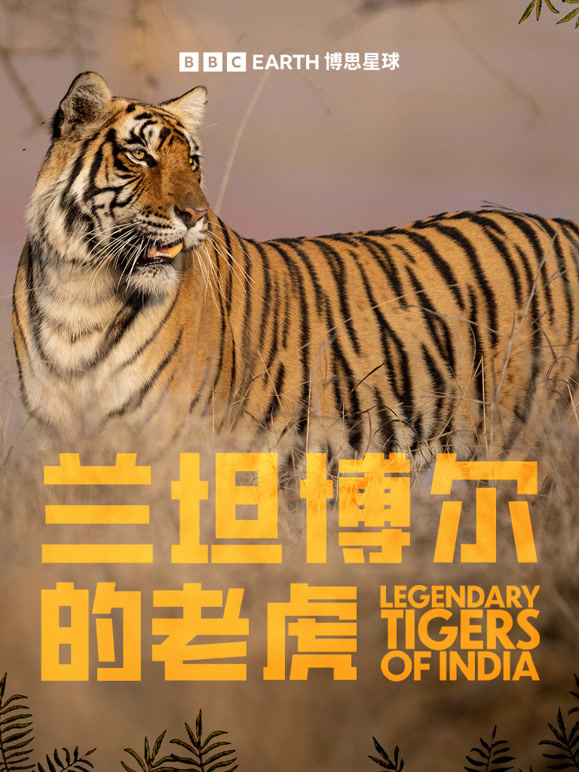 兰坦博尔的老虎