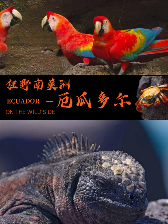 狂野南美洲——厄瓜多尔 英文版