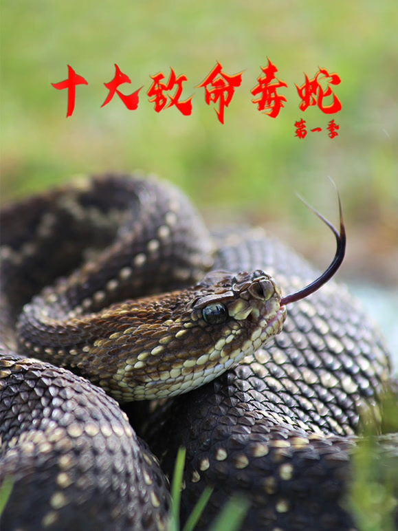 十大致命毒蛇第一季
