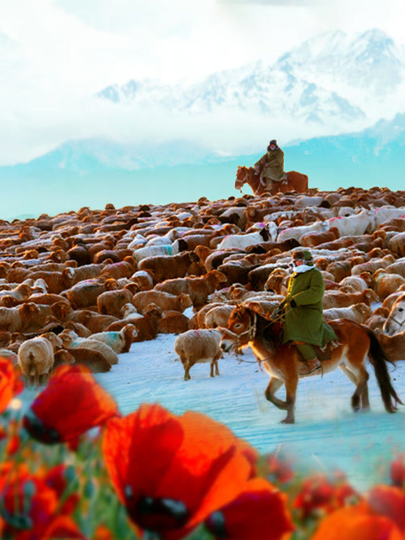 花儿为什么这样红：文化寻访记走进新疆