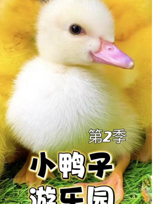 小鸭子游乐园 第二季