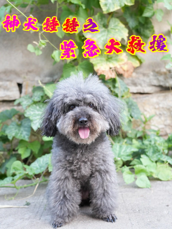 神犬锤锤之紧急大救援