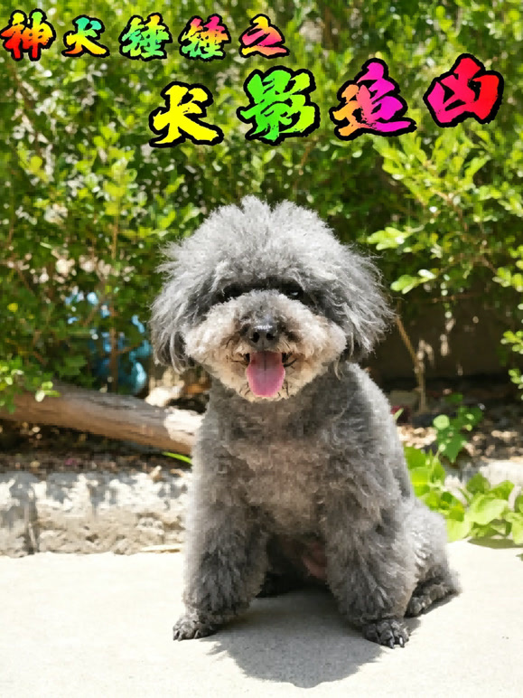 神犬锤锤之犬影追凶