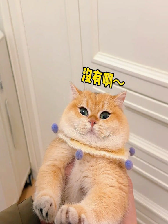 可爱神喵