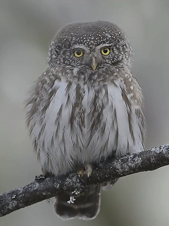阿尔卑斯山的脆弱物种