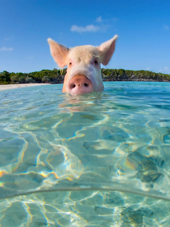 自然界最奇异的事件第四季