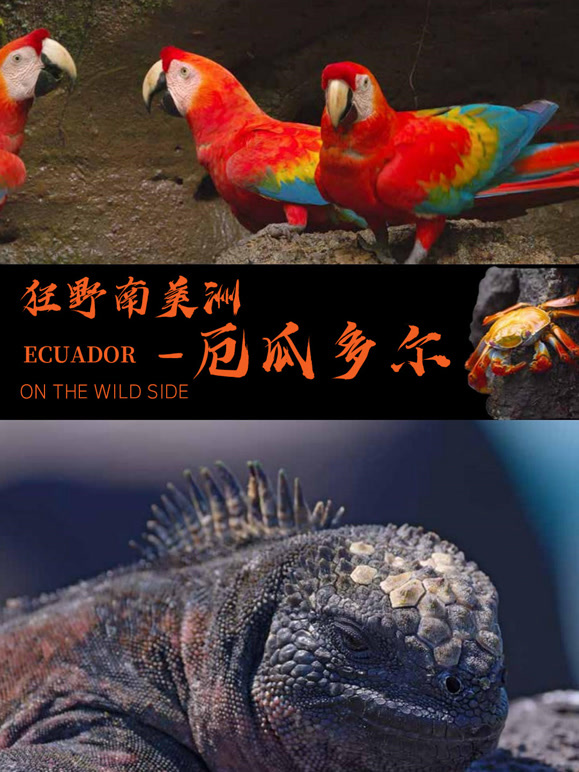 狂野南美洲——厄瓜多尔